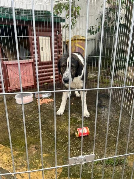 JAN, male mixed breed for adoption at SPAC – Societat Protectora d
