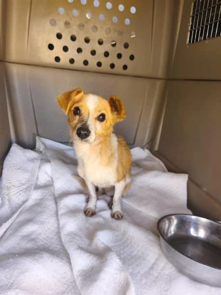 PIOLIN, male Mixed Breed for adoption at SPAC – Societat Protectora d