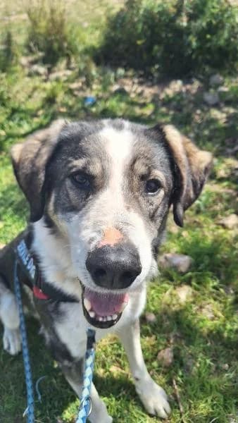 CASPER, male Mixed Breed for adoption at SPAC – Societat Protectora d