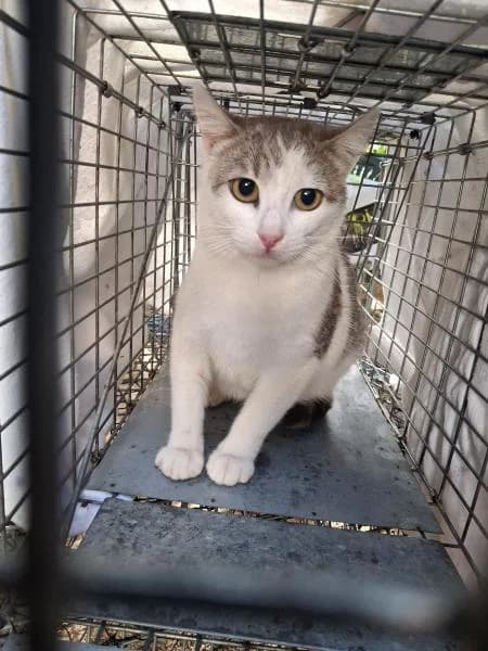SUSHI, female European Shorthair for adoption at SPAC – Societat Protectora d