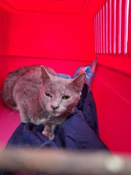 MARISOL, female European Shorthair for adoption at SPAC – Societat Protectora d