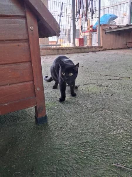 SOL, female European Shorthair for adoption at SPAC – Societat Protectora d