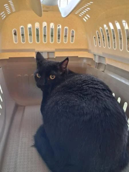 MARIO, male European Shorthair for adoption at SPAC – Societat Protectora d