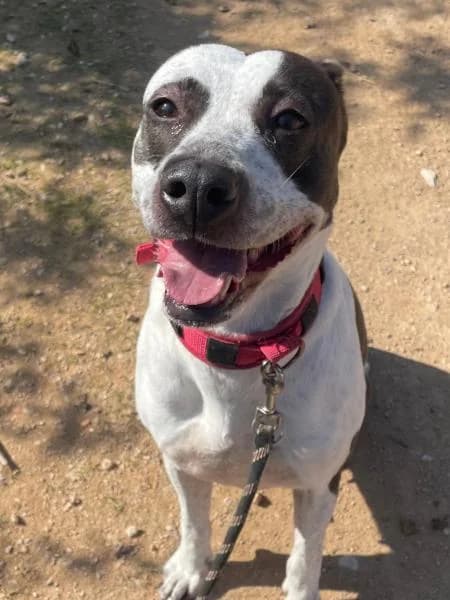 PASTORI, Mixed Breed (SPAC – Societat Protectora d)