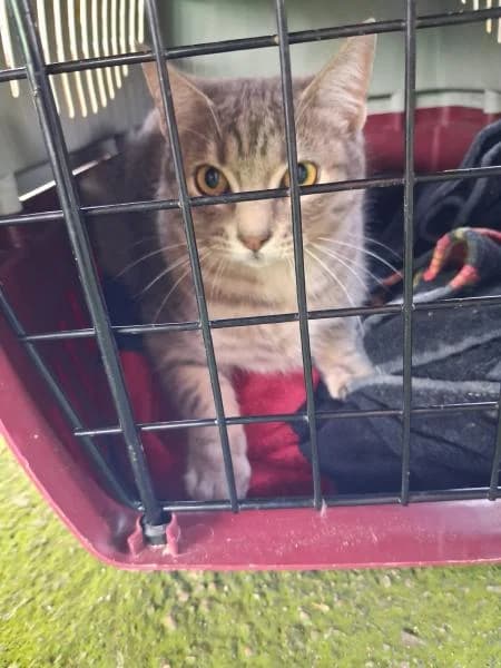 SMOKEY, male European Shorthair for adoption at SPAC – Societat Protectora d