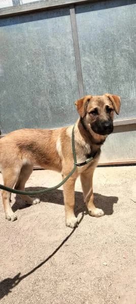 PRUNA, female Spanish Mastiff for adoption at SPAC – Societat Protectora d