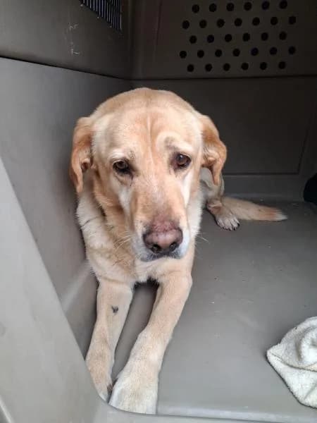 ROURE, Labrador Retriever (SPAC – Societat Protectora d)