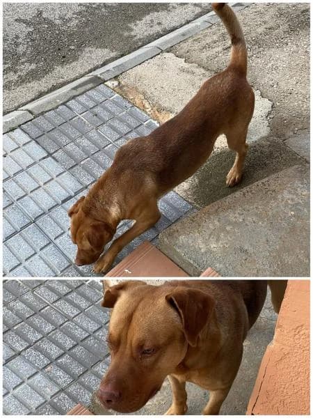 CAIRO, male Mixed Breed for adoption at SPAC – Societat Protectora d