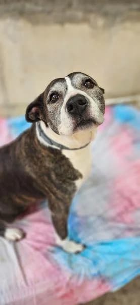 PIPER, female Pit Bull Terrier for adoption at SPAC – Societat Protectora d