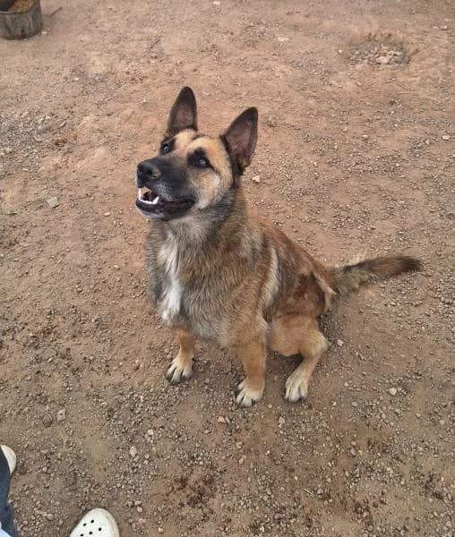DOBY, Belgian Malinois (SPAC – Societat Protectora d)