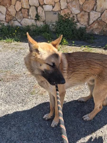 ZERO,  (SPAC – Societat Protectora d)
