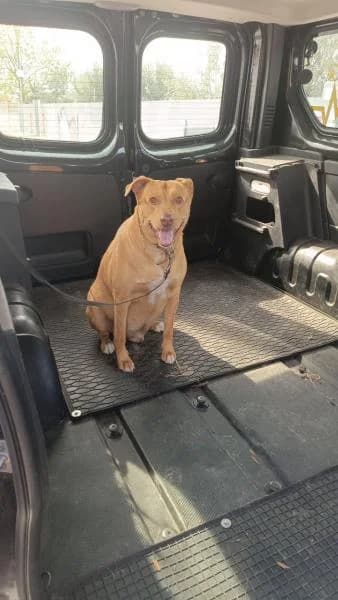 TYSON, Mixed Breed (SPAC – Societat Protectora d)