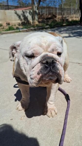 MAGGIE, female English Bulldog for adoption at SPAC – Societat Protectora d