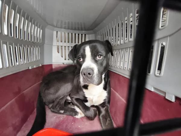 BOSCO, male American Staffordshire Terrier for adoption at SPAC – Societat Protectora d