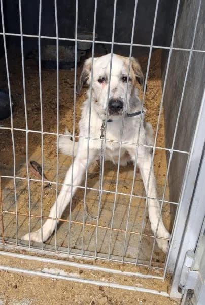 BIG MAG, Mixed Breed (SPAC – Societat Protectora d)