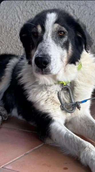 CASPIAN (BAL�), Mixed Breed (SPAC – Societat Protectora d)