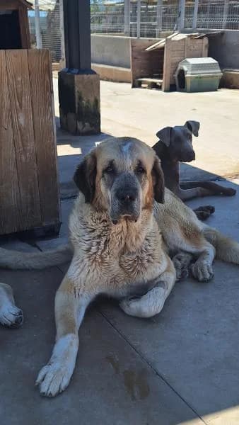 MATILDA, Spanish Mastiff (SPAC – Societat Protectora d)