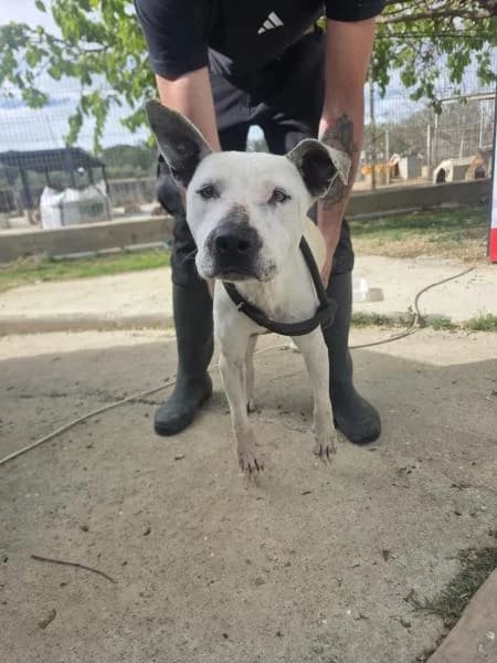 GERZA, Pit Bull Terrier (SPAC – Societat Protectora d)