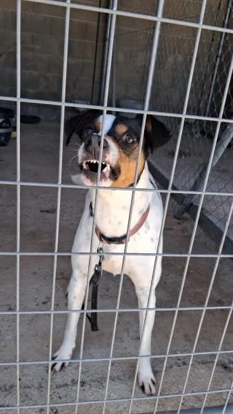 BANDIDO, male mixed breed for adoption at SPAC – Societat Protectora d