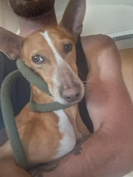 CANDELA, female Podenco for adoption at SPAC – Societat Protectora d