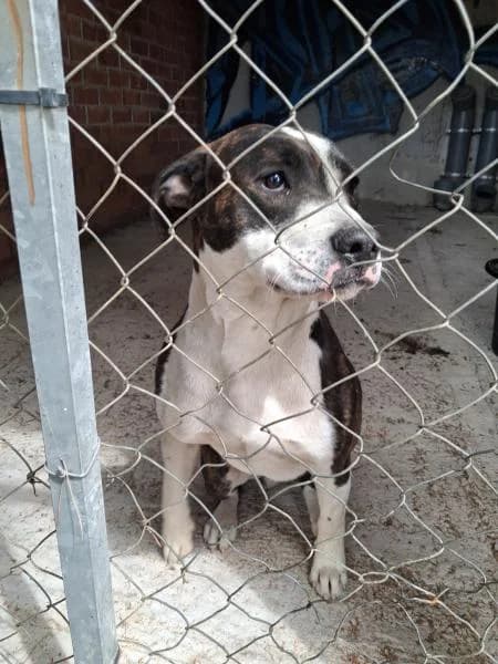 ARES, male American Staffordshire Terrier for adoption at SPAC – Societat Protectora d