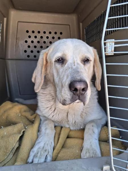 APOLO, male Spanish Mastiff for adoption at SPAC – Societat Protectora d