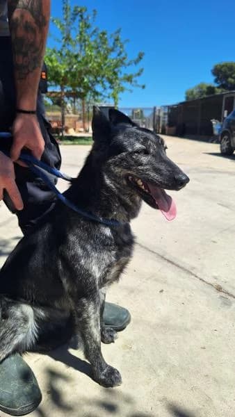 TRUFA, female Belgian Malinois for adoption at SPAC – Societat Protectora d