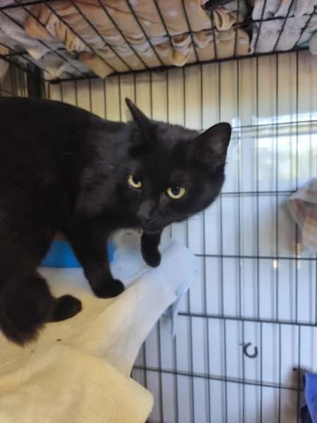 L�A, female European Shorthair for adoption at SPAC – Societat Protectora d