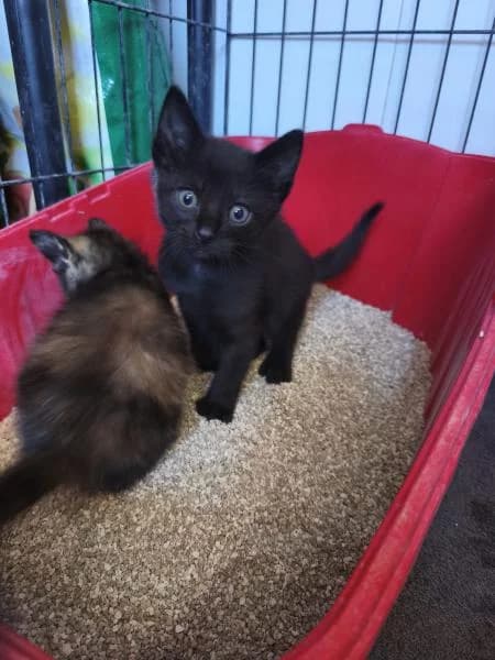 BLUE, male European Shorthair for adoption at SPAC – Societat Protectora d