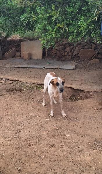 DUKE, Mixed Breed (SPAC – Societat Protectora d)