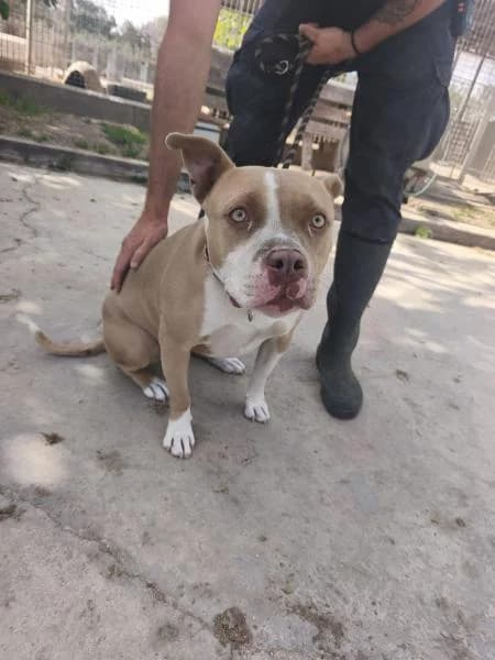 PERLA, female Pit Bull Terrier for adoption at SPAC – Societat Protectora d