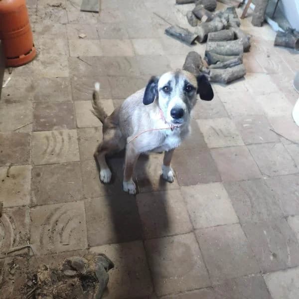 FITA, female Mixed Breed for adoption at SPAC – Societat Protectora d