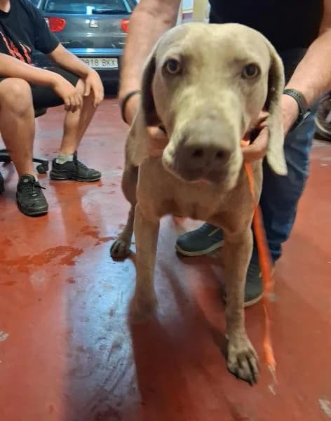 BLUE, male mixed breed for adoption at SPAC – Societat Protectora d
