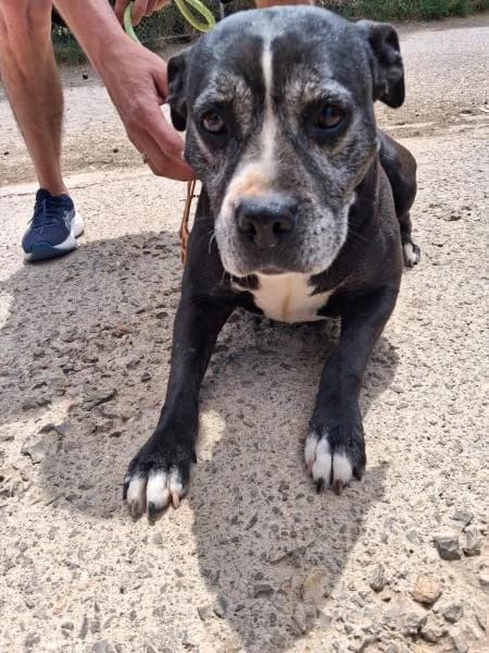 TANA, female American Staffordshire Terrier for adoption at SPAC – Societat Protectora d