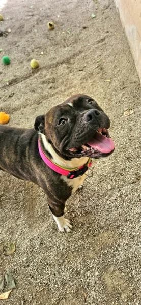 ROLO, male Staffordshire Bull Terrier for adoption at SPAC – Societat Protectora d