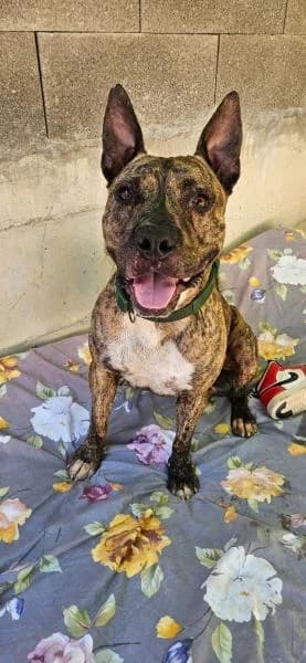 FRINCH, male Mixed Breed for adoption at SPAC – Societat Protectora d