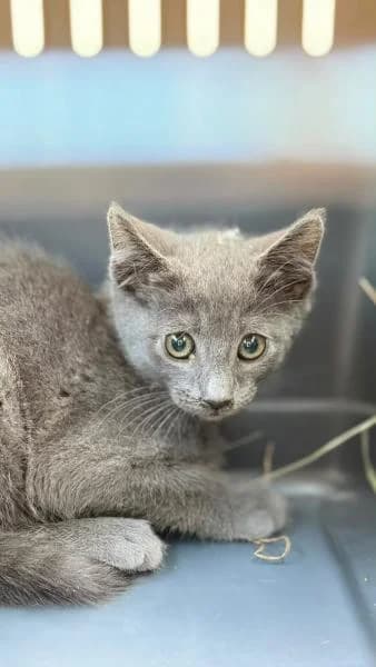 RIO, male Mixed Breed for adoption at SPAC – Societat Protectora d