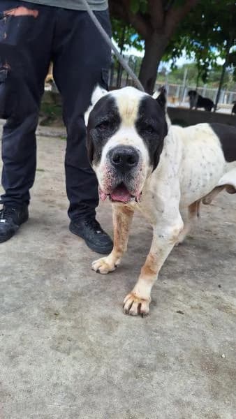DADDY, male mixed breed for adoption at SPAC – Societat Protectora d