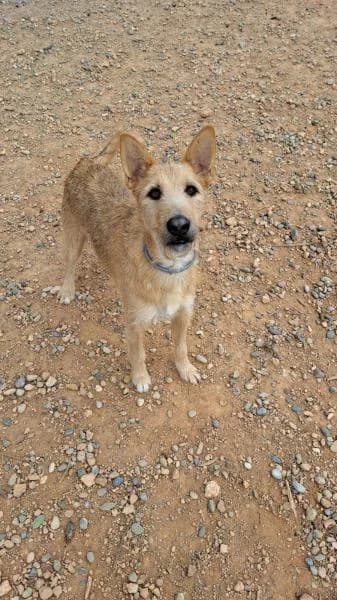 RINGO, male Mixed Breed for adoption at SPAC – Societat Protectora d