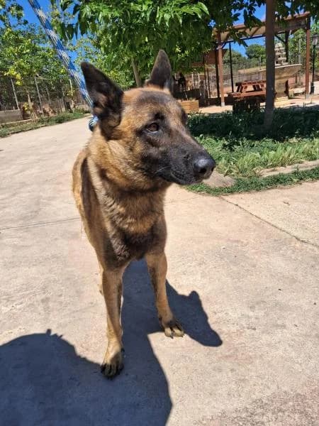 MOU, male Belgian Malinois for adoption at SPAC – Societat Protectora d