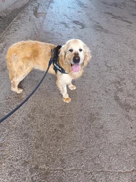 LUCKY (RAY), male Golden Retriever for adoption at SPAC – Societat Protectora d