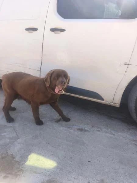 TRUFA, female Labrador Retriever for adoption at SPAC – Societat Protectora d