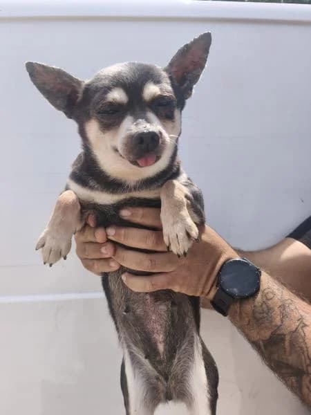 XULA, female Chihuahua for adoption at SPAC – Societat Protectora d