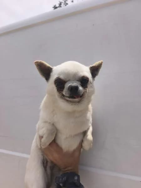 MICKEY, male Chihuahua for adoption at SPAC – Societat Protectora d