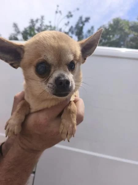 CAROLINE, female Chihuahua for adoption at SPAC – Societat Protectora d