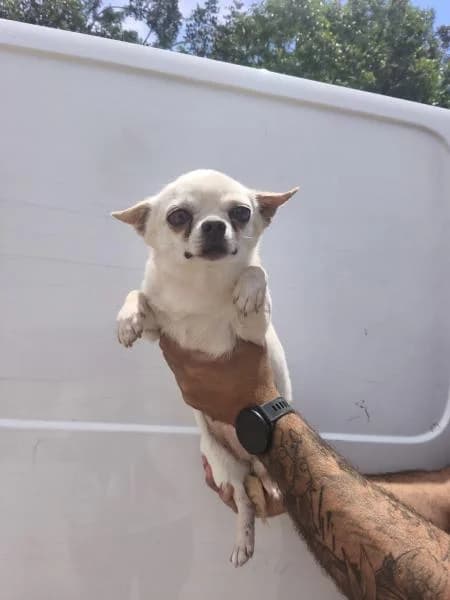 NAYA, female Chihuahua for adoption at SPAC – Societat Protectora d