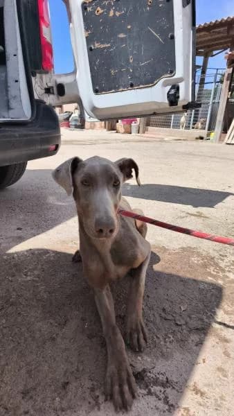 STORM, male Doberman for adoption at SPAC – Societat Protectora d