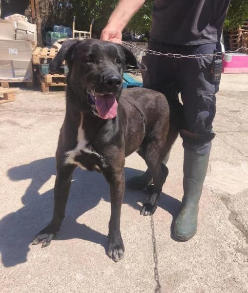 TANGO, male mixed breed for adoption at SPAC – Societat Protectora d
