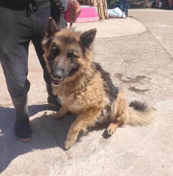 KHAN, male German Shepherd for adoption at SPAC – Societat Protectora d