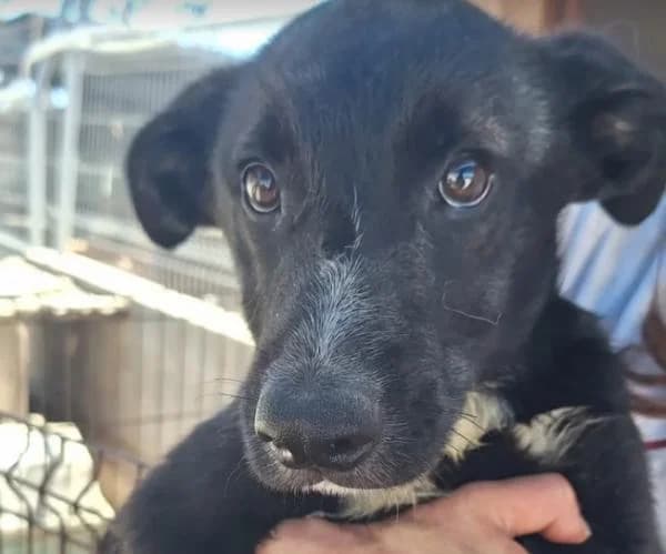 BOSCO, male Mixed Breed for adoption at SPAC – Societat Protectora d